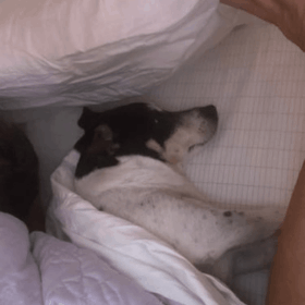 Terra Grounding Bed Sheets official